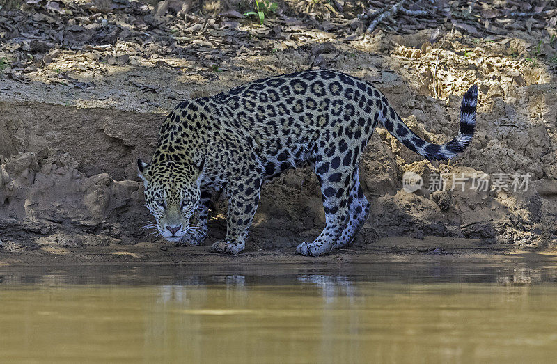 美洲虎(Panthera onca)是一种大型猫科动物，是美洲虎属猫科动物，是美洲唯一现存的美洲虎物种，在巴西潘塔纳尔发现。